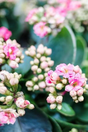 plantes d'intérieur populaires fleur de kalanchoe rose