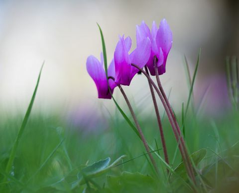 Cyclamen poussant dans l'herbe