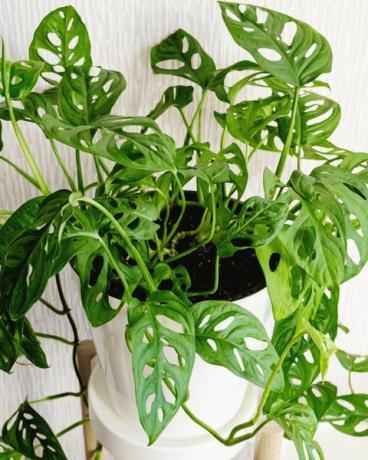 plantes rampantes monstera adansonii