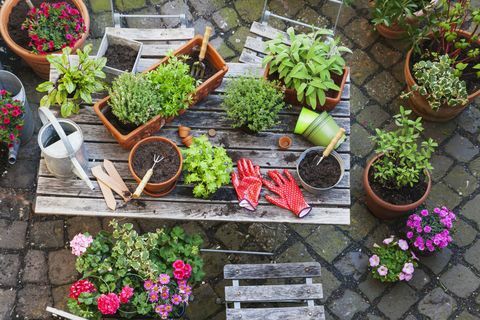 Jardinage, différentes herbes médicinales et de cuisine et outils de jardinage sur table de jardin