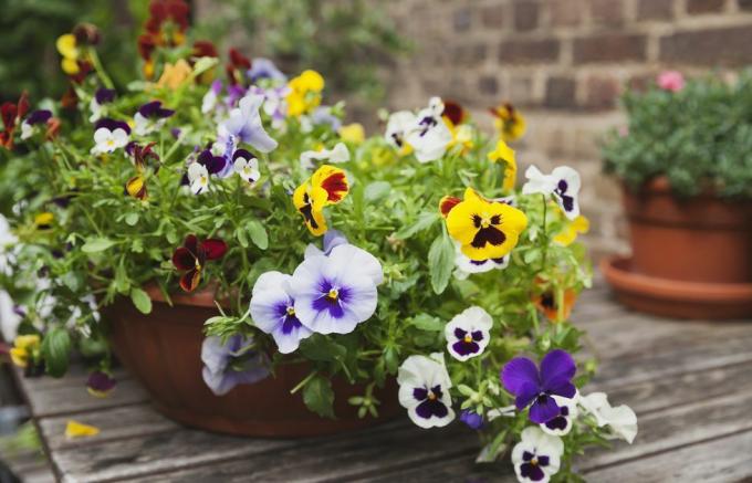 Alto sur table de jardin en semoir