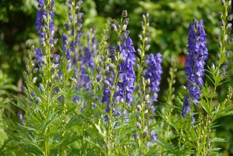 aconitum napellus, également connu sous le nom de monkshood ou wolf's bane, une plante vivace vénéneuse