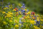 Comment les fleurs sauvages peuvent réduire l'utilisation de pesticides