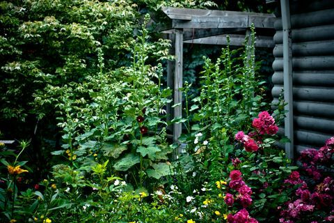 Roses trémières de 10 pieds de haut, rosiers grimpants et autres fleurs vivaces dans un jardin d'été anglais en fleurs