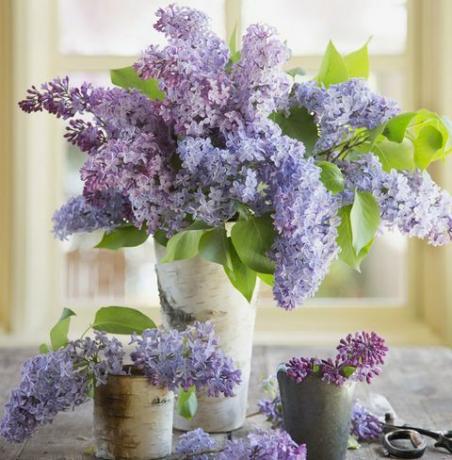 lilas