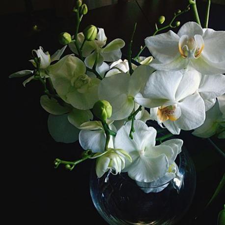 Gros plan d'orchidées blanches fraîches dans un vase sur fond noir