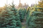 Choisir un arbre de Noël écologique