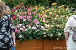 RHS Hampton: David Austin Rainbow of Roses fait un don à l'hôpital NHS