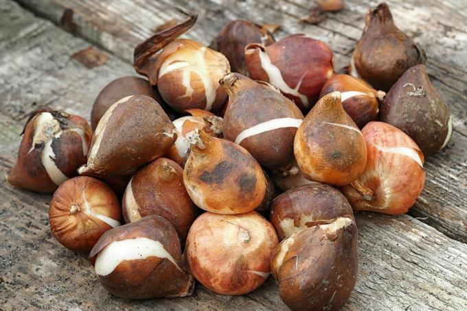 bulbes de tulipes sur une table à effet de serre