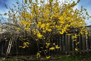 forsythia, fleurs de cloche dorée