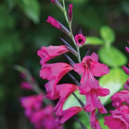 Gladiolus italicus - Bulbes de glaïeuls