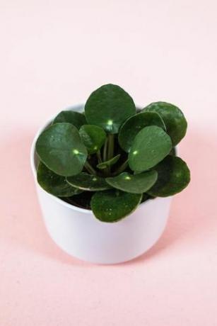 Pilea Peperomioides, pot de 2 pouces