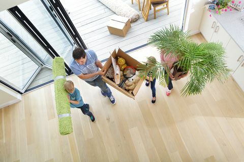 Déménagement familial, boîte de transport, tapis, plante