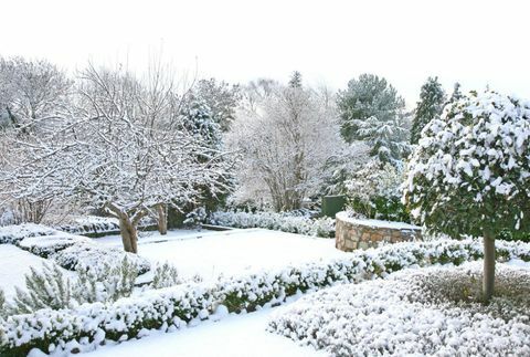 Jardin d'hiver avec de la neige