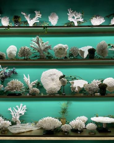 étagères de corail blanc