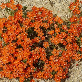 Graines de fleurs d'Anagallis Arvensis