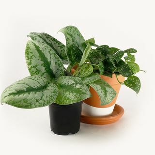 Pothos en satin