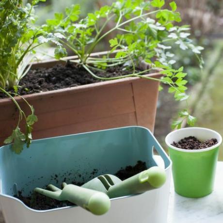 Herbes en pot et tasses remplies de terre sur le rebord de la fenêtre