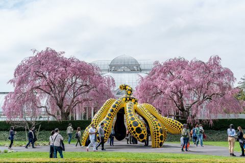 exposition sur la nature cosmique de Kusama au jardin botanique de New York