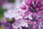 12 faits que tout amateur de lilas devrait savoir