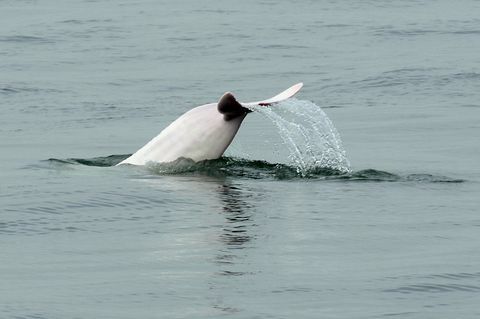 hong kong conservation environnement animal dauphin