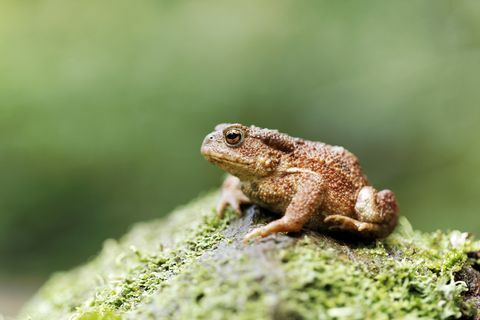 Crapaud commun, Bufo bufo, crapaud unique sur log, Warwickshire