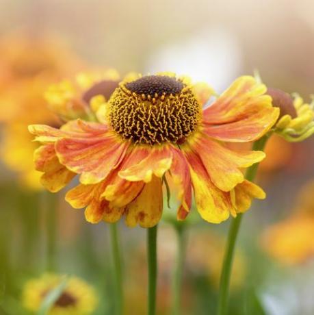 belle floraison estivale, fleurs d'hélénium orange également connues sous le nom d'éternuée commune, faux tournesol, fleur d'helen, étoile jaune