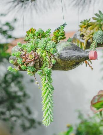 Plante verte poussant sur une bouteille de soda réutilisée suspendue.