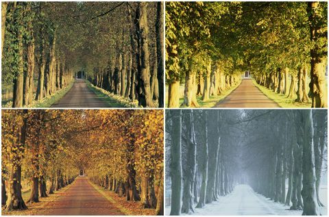 beaux paysages d'automne: country lane, angleterre