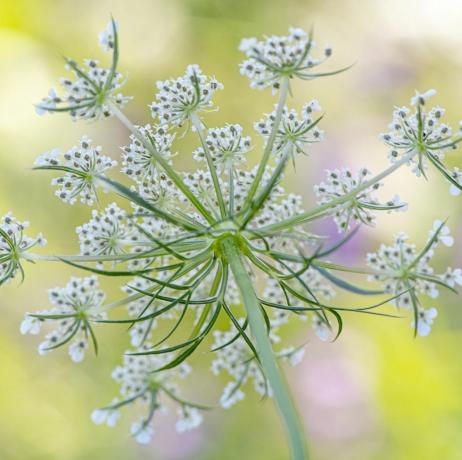 faire pousser des fleurs coupées ammi