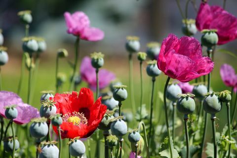 jardin de fleurs coupées violet rouge rose coquelicots et têtes de graines