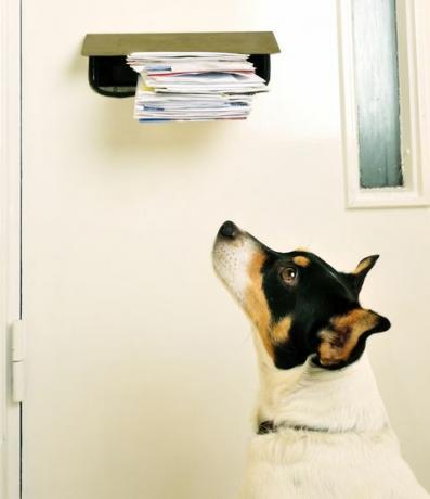 Jack Russell et le Post