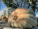 Trois des plus grosses citrouilles du nord-est des États-Unis sont exposées au jardin botanique de New York