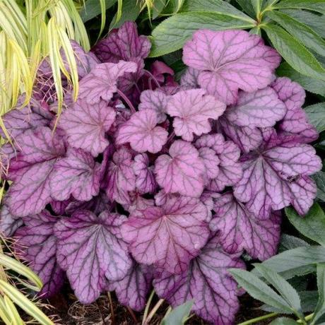 Plante Heuchera - Rose sauvage