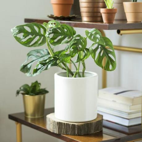 L'intérieur de la chambre moderne avec beaucoup de plantes différentes dans des pots design sur l'étagère vintage marron. Intérieur de la maison d'amoureux de la nature.