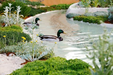 Les canards nagent sur l'eau dans le jardin Majlis de Dubaï au RHS Chelsea Flower Show à Londres, le mardi 21 mai 2019.