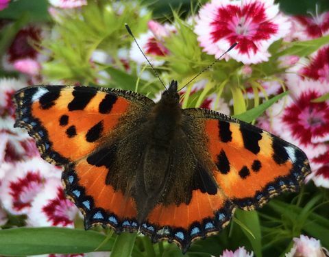 Gros plan, papillon, Dianthus, fleurs