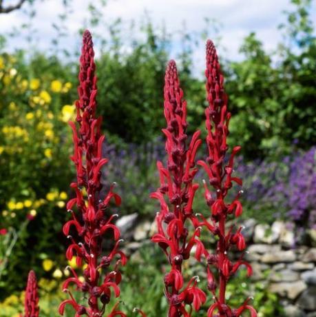 Lobelia tupa, gros plan de fleur rouge