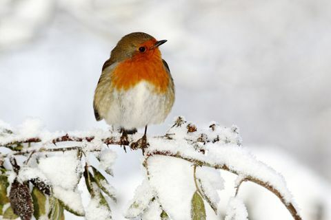 Oiseau Robin sur une branche d'arbre dans un jardin de neige