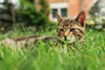 Comment garder les chats hors du jardin