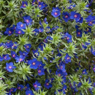 Anagallis monellii 'Sky Lover'