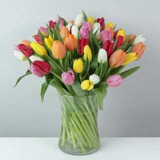 Tulipes mélangées biologiques