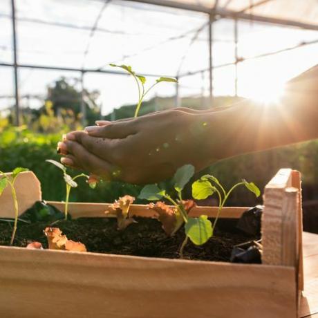 qu'est-ce que la tourbe où acheter du compost sans tourbe