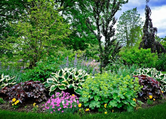 belles plantes de jardin de printemps en mai à Babylone, Long Island