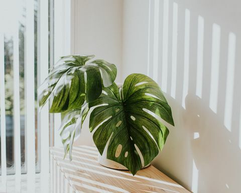 Jardinière blanche rustique élégante avec usine de fromage suisse, contre un mur blanc avec des courants de lumière éclairant la salle concept minimaliste et espace pour copier