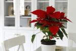 Entretien du poinsettia: tout savoir sur la fleur de Noël