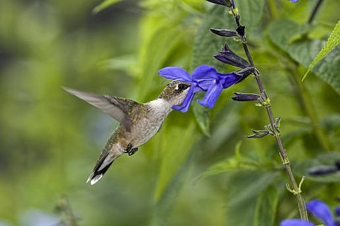 Colibri à gorge rubis se nourrissant de salvia guaratica