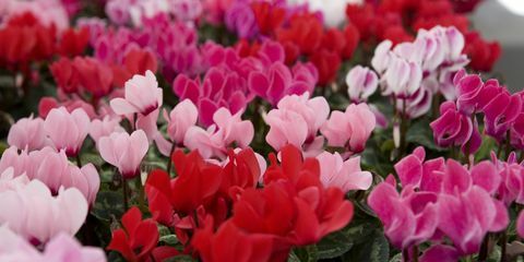 plantes à massifs, cyclamen