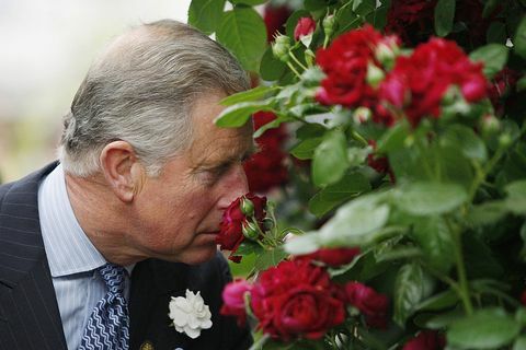 Le Prince Charles, Prince de Galles sent une rose 'Highgrove', présentée par le producteur Peter Beales lors d'une visite au Chelsea Flower Show le 18 mai 2009 à Londres.