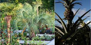 RHS Wisley Garden - Jardin exotique